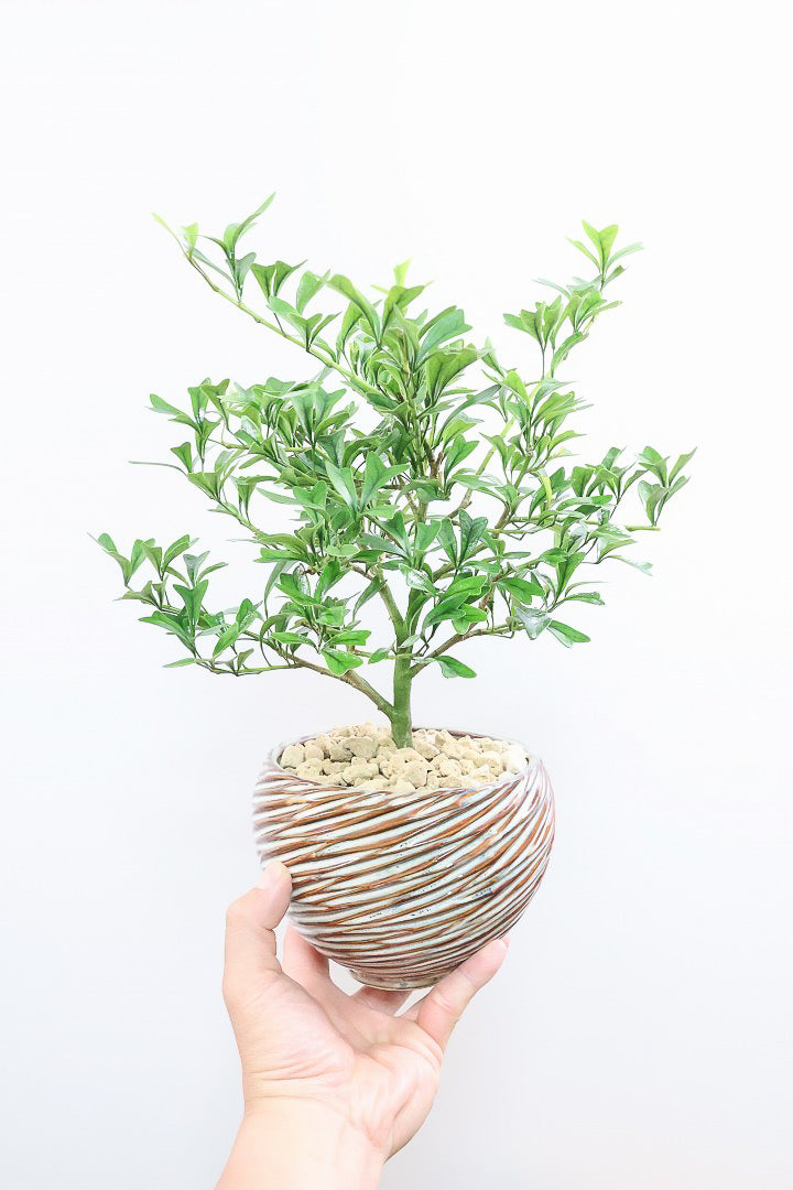 シェフレラ トライアンギュラリスAIV61998| 観葉植物の通信販売