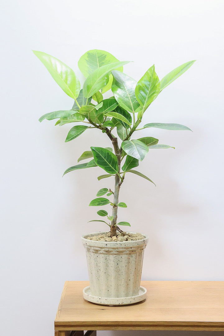 初めてでもできるゴムの木の取り木| 観葉植物の基礎知識|APEGO
