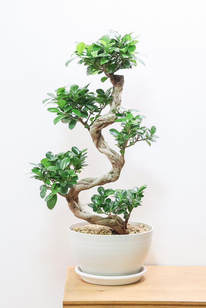 ガジュマル ガジュマルPP62001| 観葉植物の通信販売 | APEGO(アペーゴ)