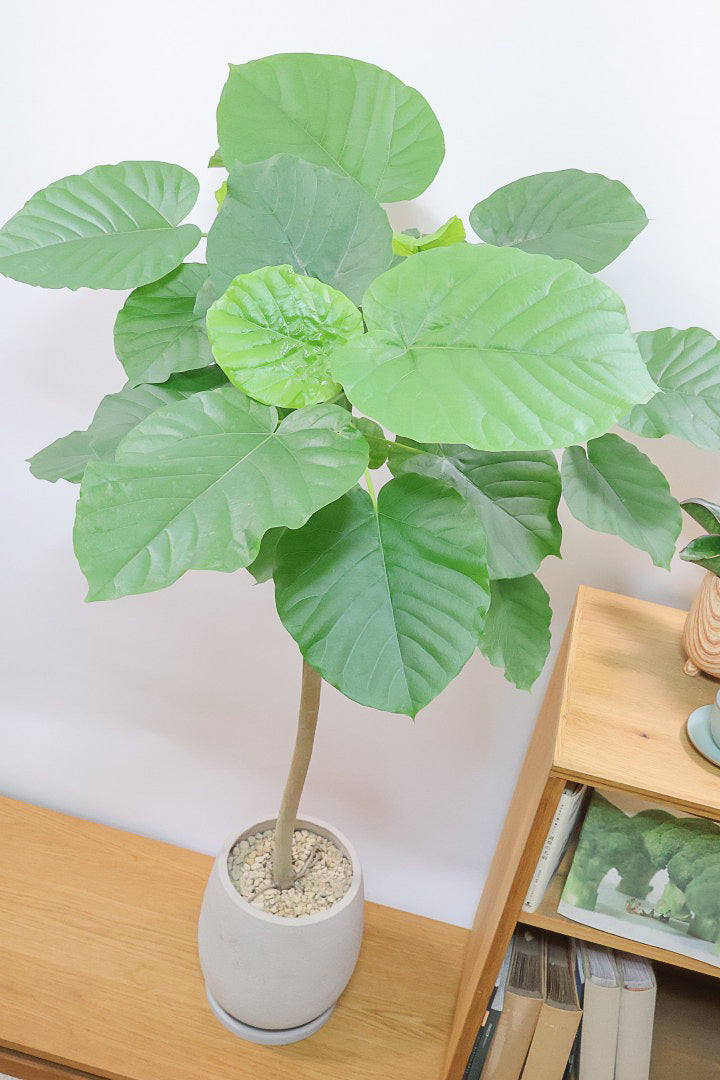 【ウンベラータ】枝分かれの感じがイイ感じの樹形！この幹の太さの個体は希少ですよ！おすすめです！