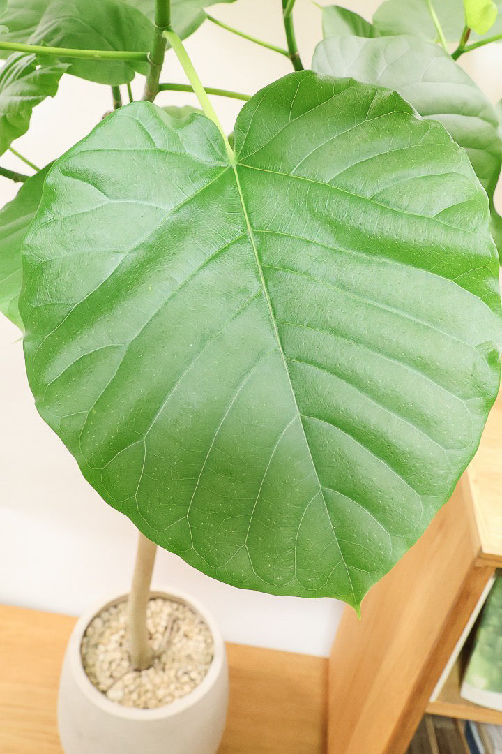 【ウンベラータ】枝分かれの感じがイイ感じの樹形！この幹の太さの個体は希少ですよ！おすすめです！