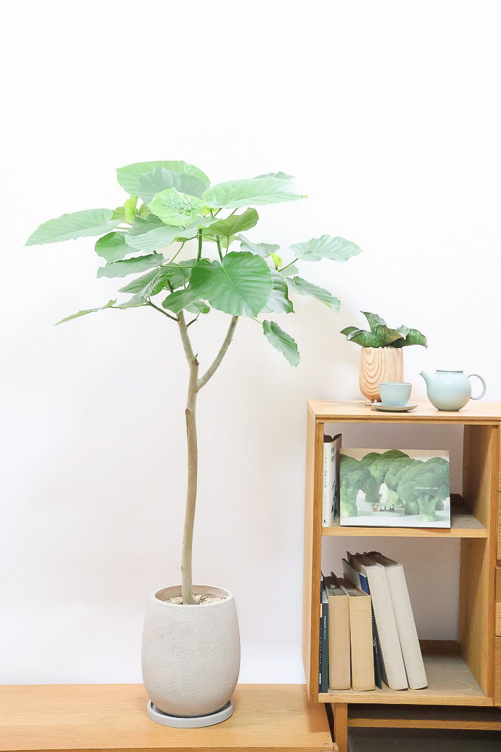 ウンベラータGIV62003| 観葉植物の通信販売 | APEGO(アペーゴ)