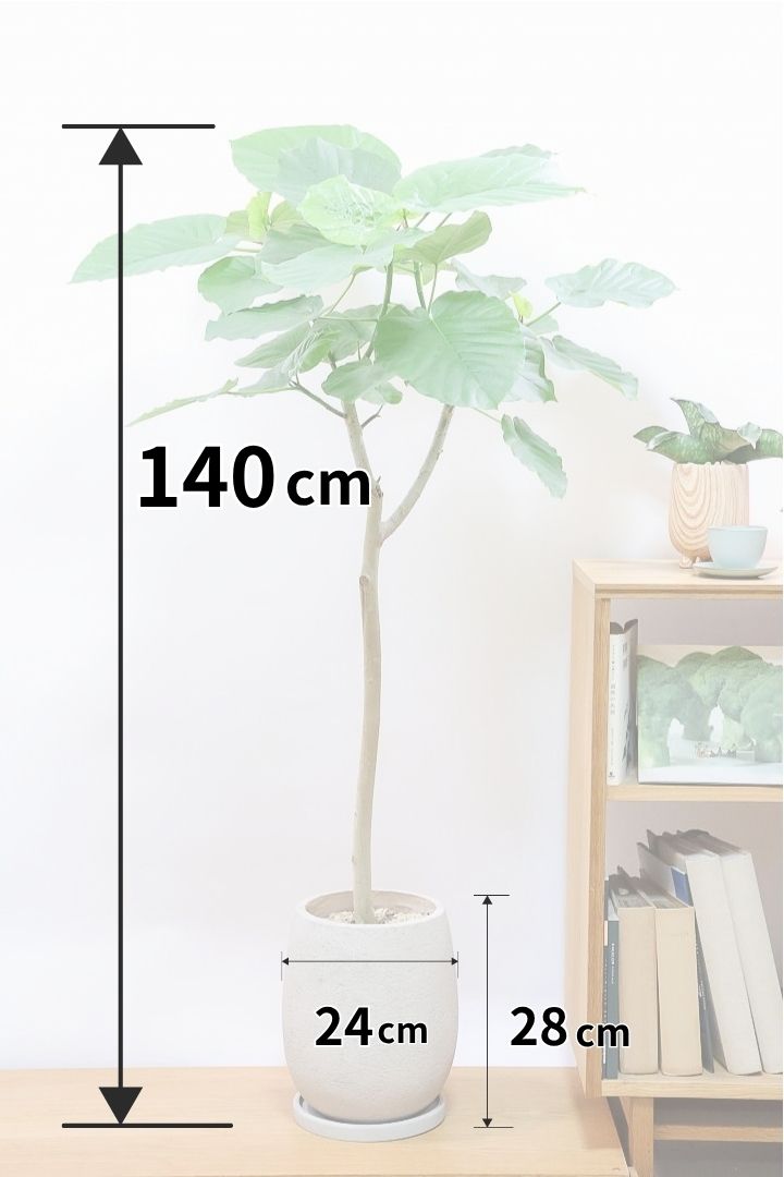 【ウンベラータ】枝分かれの感じがイイ感じの樹形！この幹の太さの個体は希少ですよ！おすすめです！