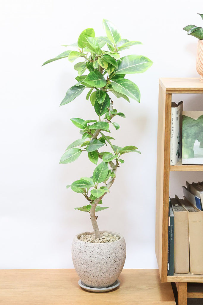 アルテシマCO62007| 観葉植物の通信販売 | APEGO(アペーゴ)