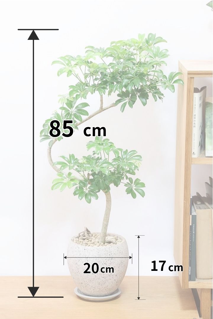 シェフレラの花言葉とおすすめの置き場所| 観葉植物の基礎知識|APEGO
