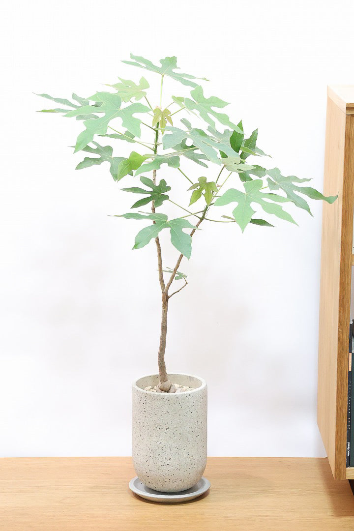 【ブラキキトン ビドウィリー】このサイズはイイ！葉の表面に産毛が生えているとっても面白い植物なんです！