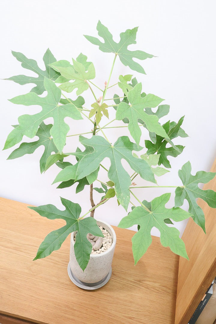 【ブラキキトン ビドウィリー】このサイズはイイ！葉の表面に産毛が生えているとっても面白い植物なんです！