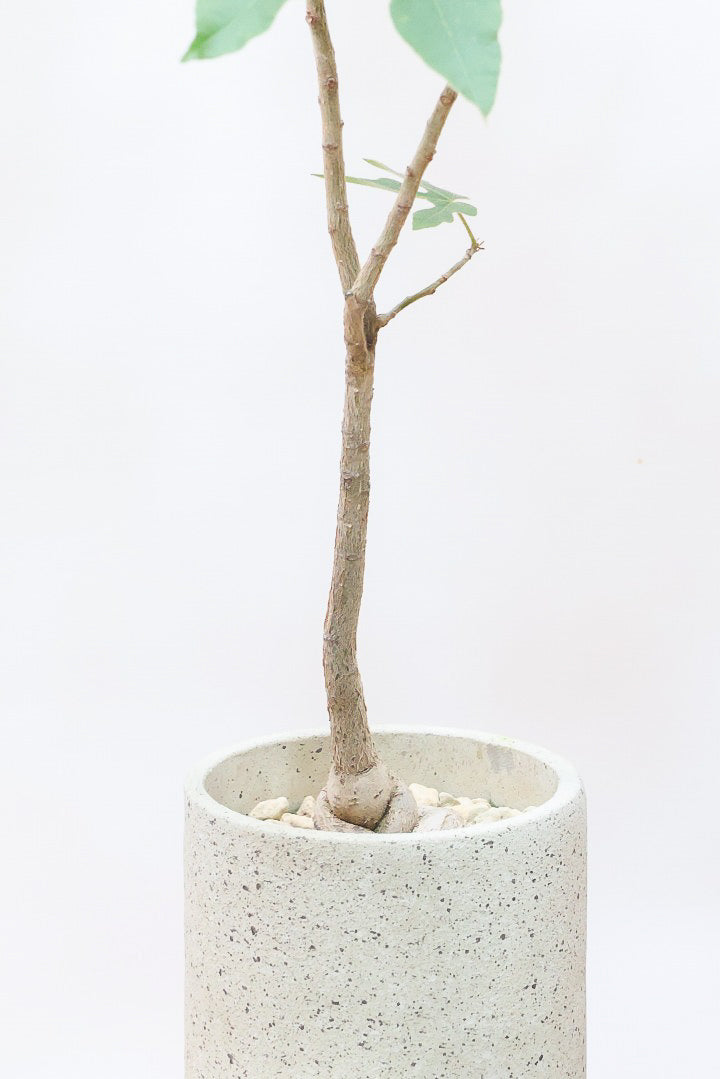 【ブラキキトン ビドウィリー】このサイズはイイ！葉の表面に産毛が生えているとっても面白い植物なんです！