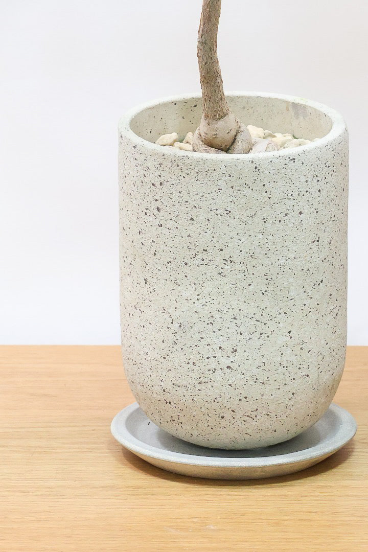 【ブラキキトン ビドウィリー】このサイズはイイ！葉の表面に産毛が生えているとっても面白い植物なんです！