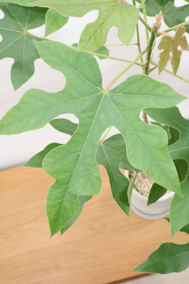 【ブラキキトン ビドウィリー】このサイズはイイ！葉の表面に産毛が生えているとっても面白い植物なんです！