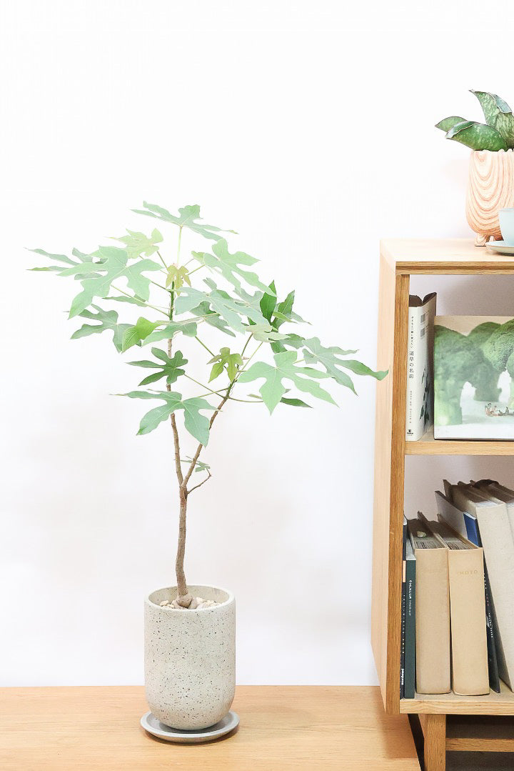 【ブラキキトン ビドウィリー】このサイズはイイ！葉の表面に産毛が生えているとっても面白い植物なんです！