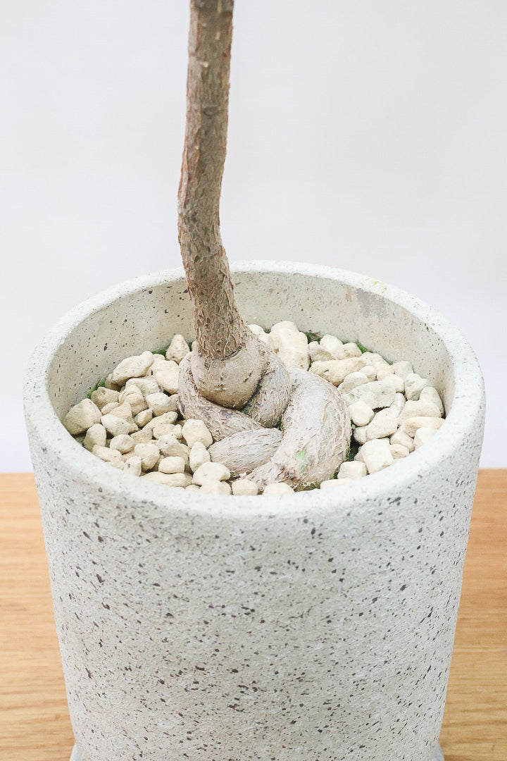 【ブラキキトン ビドウィリー】このサイズはイイ！葉の表面に産毛が生えているとっても面白い植物なんです！