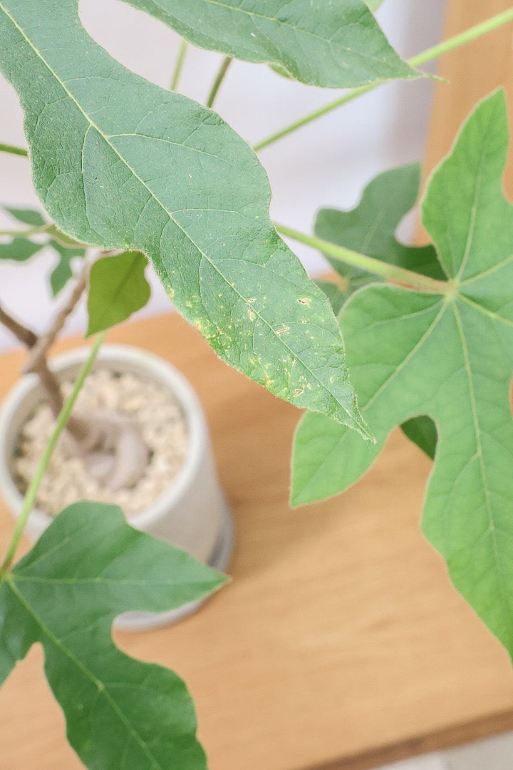 【ブラキキトン ビドウィリー】このサイズはイイ！葉の表面に産毛が生えているとっても面白い植物なんです！
