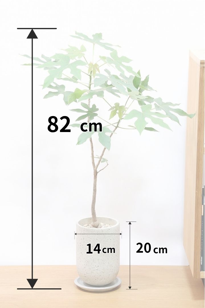 【ブラキキトン ビドウィリー】このサイズはイイ！葉の表面に産毛が生えているとっても面白い植物なんです！