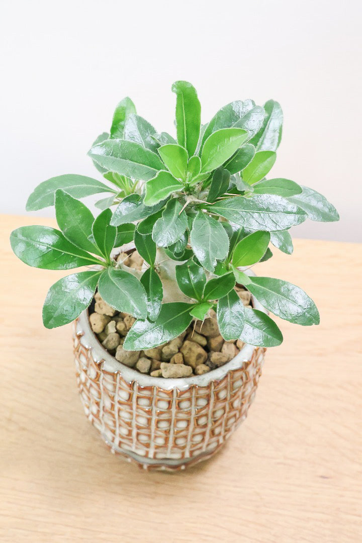 【パキポディウム サンデルシー】トゲトゲ＆ムキムキの幹がとってもかわいい塊根植物。ここから大きく育ててみるのも楽しいですよ！