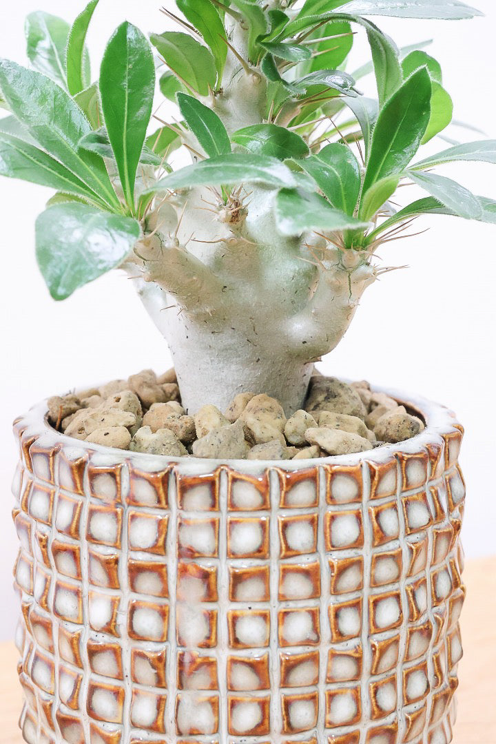 【パキポディウム サンデルシー】トゲトゲ＆ムキムキの幹がとってもかわいい塊根植物。ここから大きく育ててみるのも楽しいですよ！
