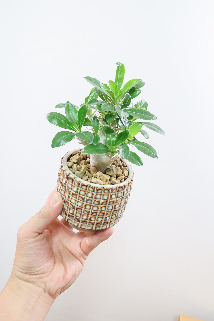 【パキポディウム サンデルシー】トゲトゲ＆ムキムキの幹がとってもかわいい塊根植物。ここから大きく育ててみるのも楽しいですよ！