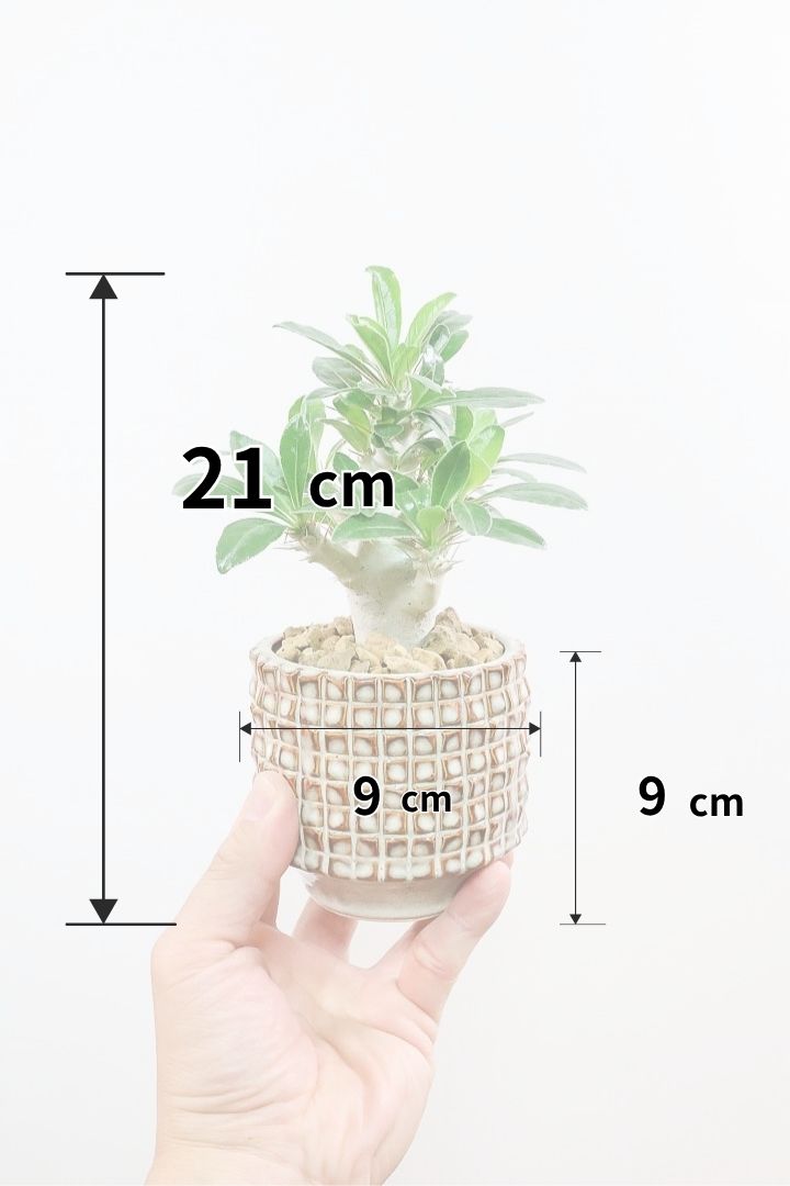 【パキポディウム サンデルシー】トゲトゲ＆ムキムキの幹がとってもかわいい塊根植物。ここから大きく育ててみるのも楽しいですよ！