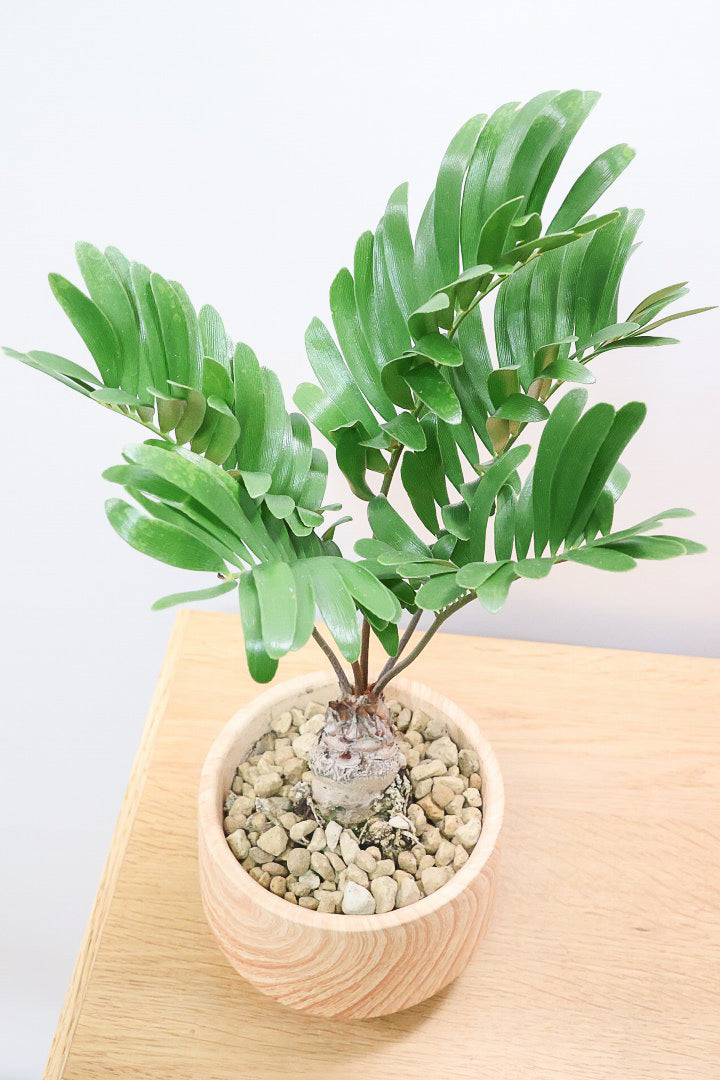 【ザミア フロリダーナ】沖縄で生産されました！このサイズはあまり見かけないので、ぜひともご検討ください！