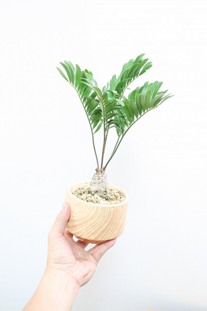 【ザミア フロリダーナ】沖縄で生産されました！このサイズはあまり見かけないので、ぜひともご検討ください！