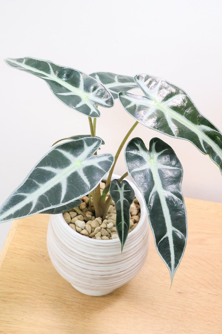 【アロカシア バンビーノ】個人的にはイチバン好きなアロカシア。タイトな葉が凄くかわいいんですよ！