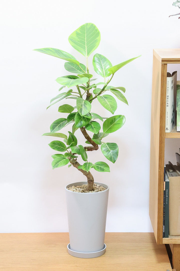 【アルテシマ】軽量なポリプロピレン製のPOT！沖縄で育てられたしっかりとした樹形！仕入れの際に幹のカーブが美しいものを選んできました！
