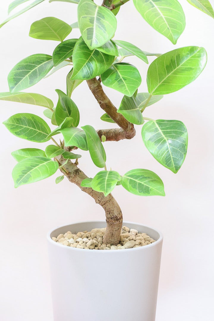 【アルテシマ】軽量なポリプロピレン製のPOT！沖縄で育てられたしっかりとした樹形！仕入れの際に幹のカーブが美しいものを選んできました！