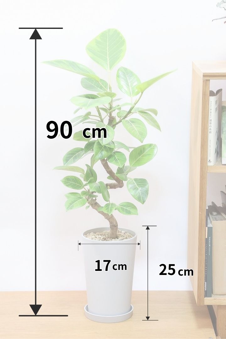 【アルテシマ】軽量なポリプロピレン製のPOT！沖縄で育てられたしっかりとした樹形！仕入れの際に幹のカーブが美しいものを選んできました！
