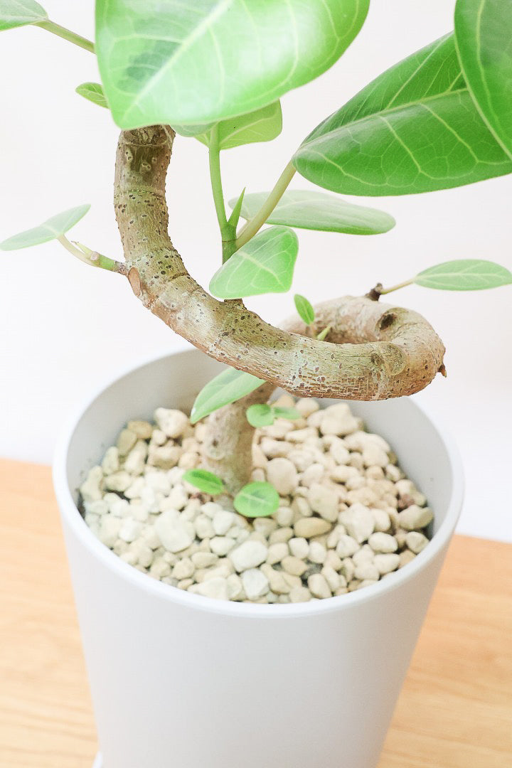 【アルテシマ】軽量なポリプロピレン製のPOT！沖縄で育てられたしっかりとした樹形！仕入れの際に葉付きのイイものを選んできました！