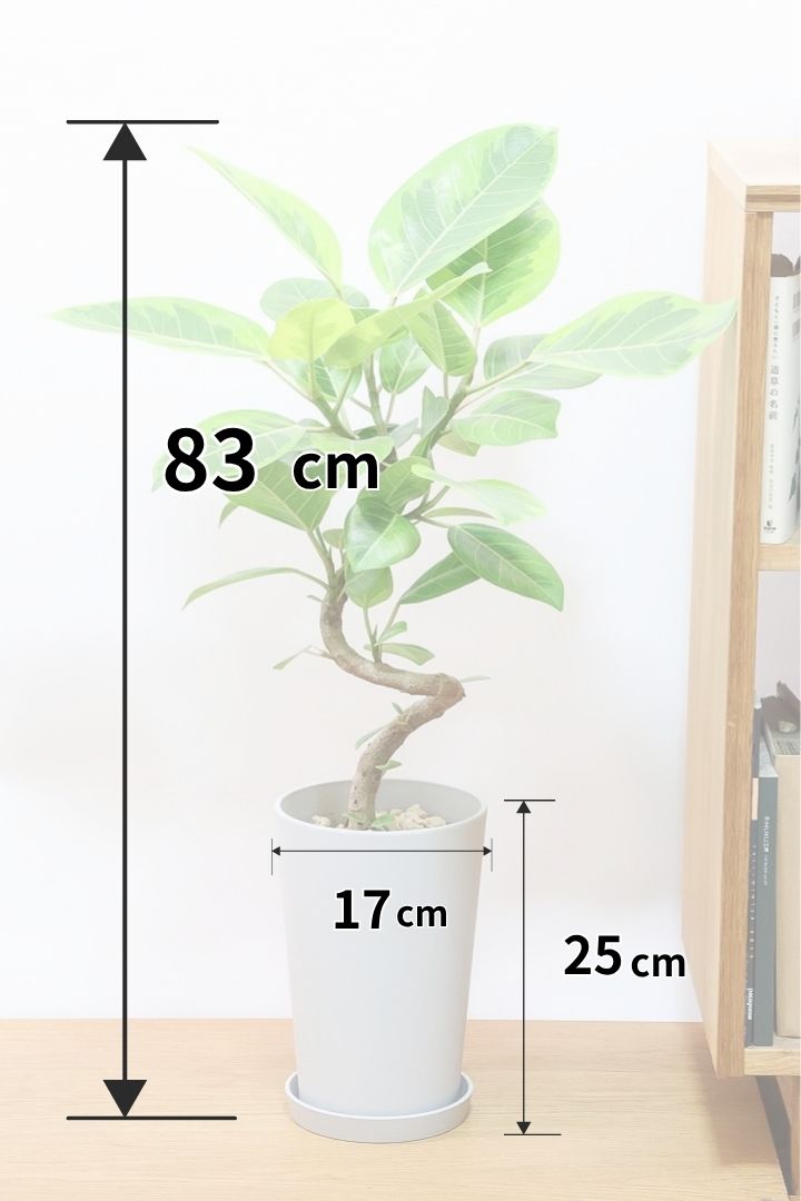 【アルテシマ】軽量なポリプロピレン製のPOT！沖縄で育てられたしっかりとした樹形！仕入れの際に葉付きのイイものを選んできました！