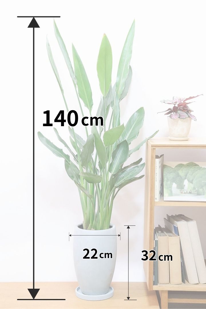 【ストレチア レギネ】ボリュームがあるタイプ！スタイリッシュな樹形なのでインテリアにおすすめ！