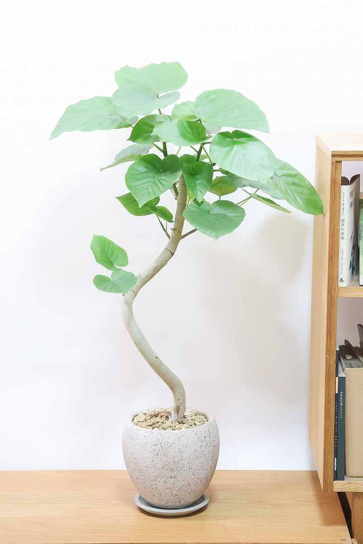 【ウンベラータ】幹が太すぎます!!沖縄でしっかりと時間をかけて作り込まれた逸品ですのでおススメですよ！