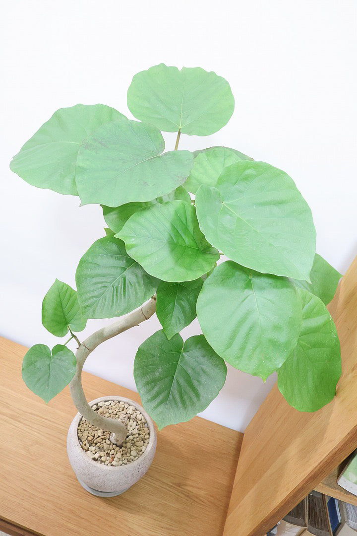 【ウンベラータ】幹が太すぎます!!沖縄でしっかりと時間をかけて作り込まれた逸品ですのでおススメですよ！