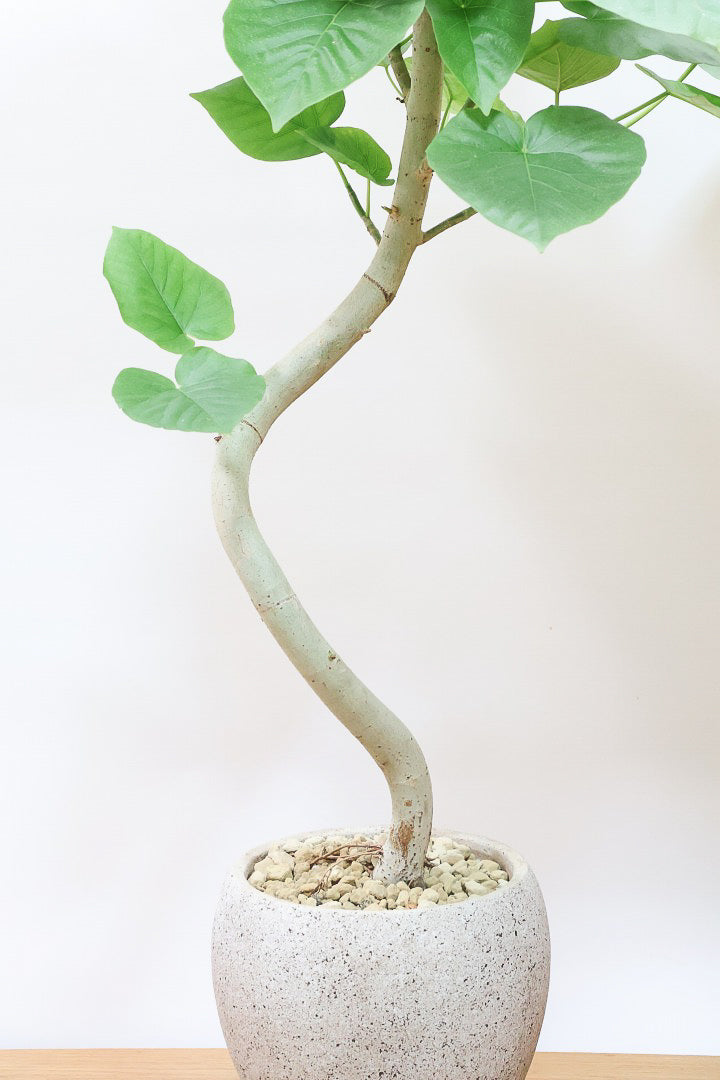 【ウンベラータ】幹が太すぎます!!沖縄でしっかりと時間をかけて作り込まれた逸品ですのでおススメですよ！