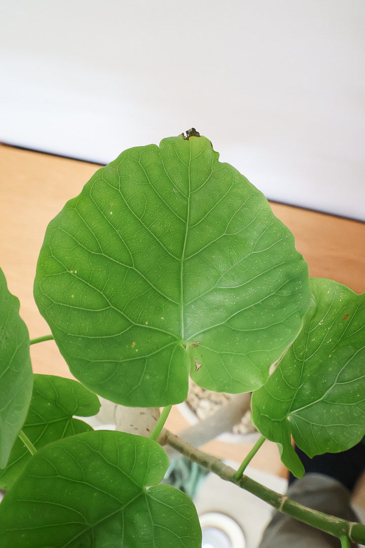 ウンベラータ ウンベラータCO62026| 観葉植物の通信販売 | APEGO(アペーゴ)