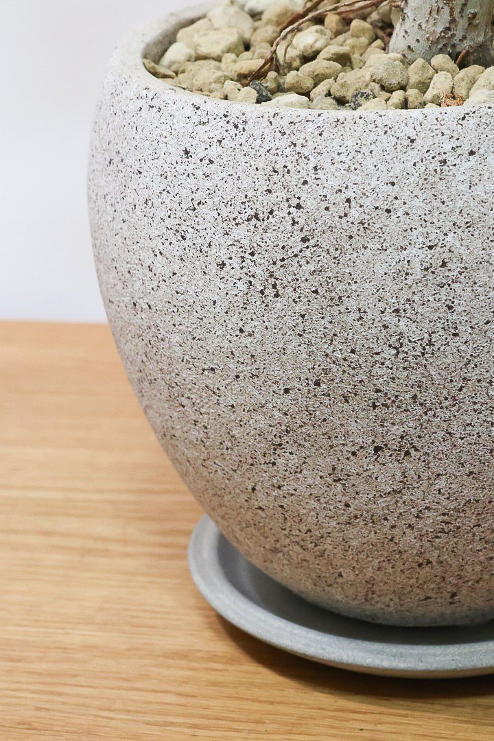 【ウンベラータ】幹が太すぎます!!沖縄でしっかりと時間をかけて作り込まれた逸品ですのでおススメですよ！
