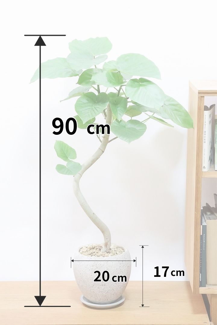 【ウンベラータ】幹が太すぎます!!沖縄でしっかりと時間をかけて作り込まれた逸品ですのでおススメですよ！