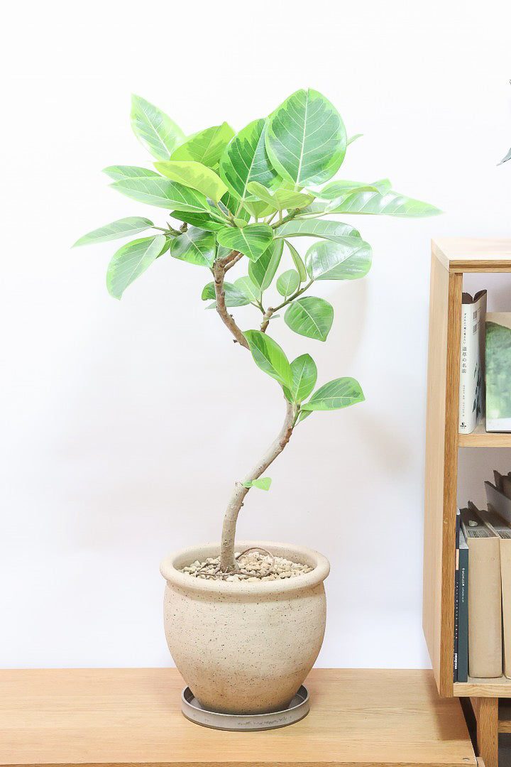 【アルテシマ】このサイズは久々の入荷！幹カーブとかわいいPOTのバランスがとってもイイ感じなんですよね！