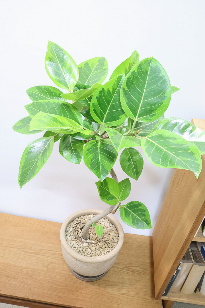 【アルテシマ】このサイズは久々の入荷！幹カーブとかわいいPOTのバランスがとってもイイ感じなんですよね！