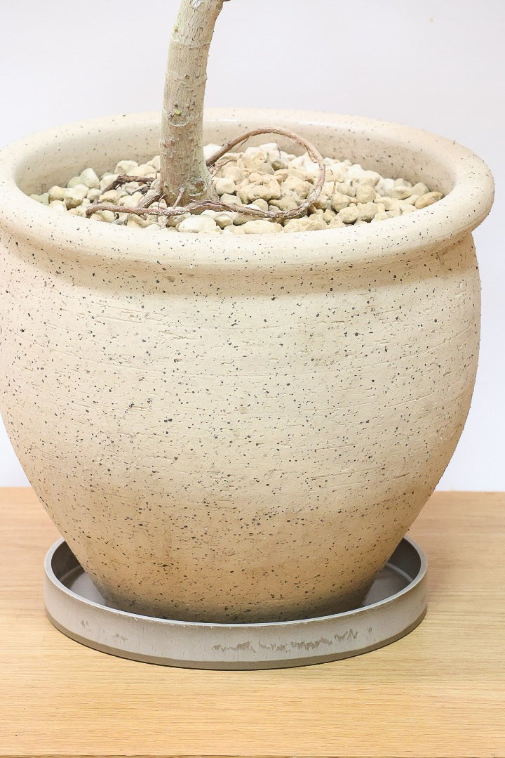 【アルテシマ】このサイズは久々の入荷！幹カーブとかわいいPOTのバランスがとってもイイ感じなんですよね！
