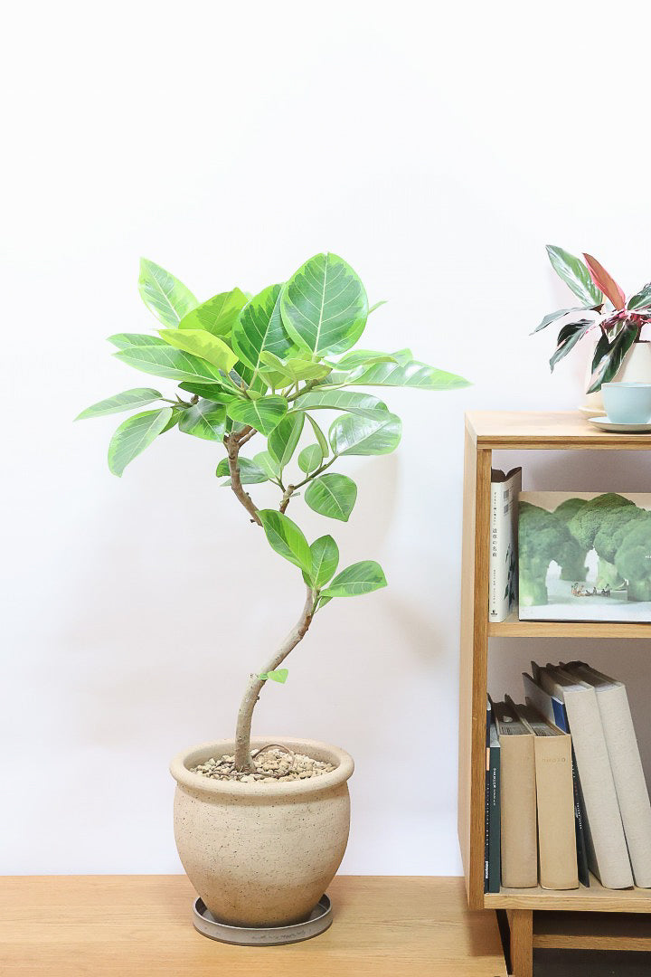 【アルテシマ】このサイズは久々の入荷！幹カーブとかわいいPOTのバランスがとってもイイ感じなんですよね！