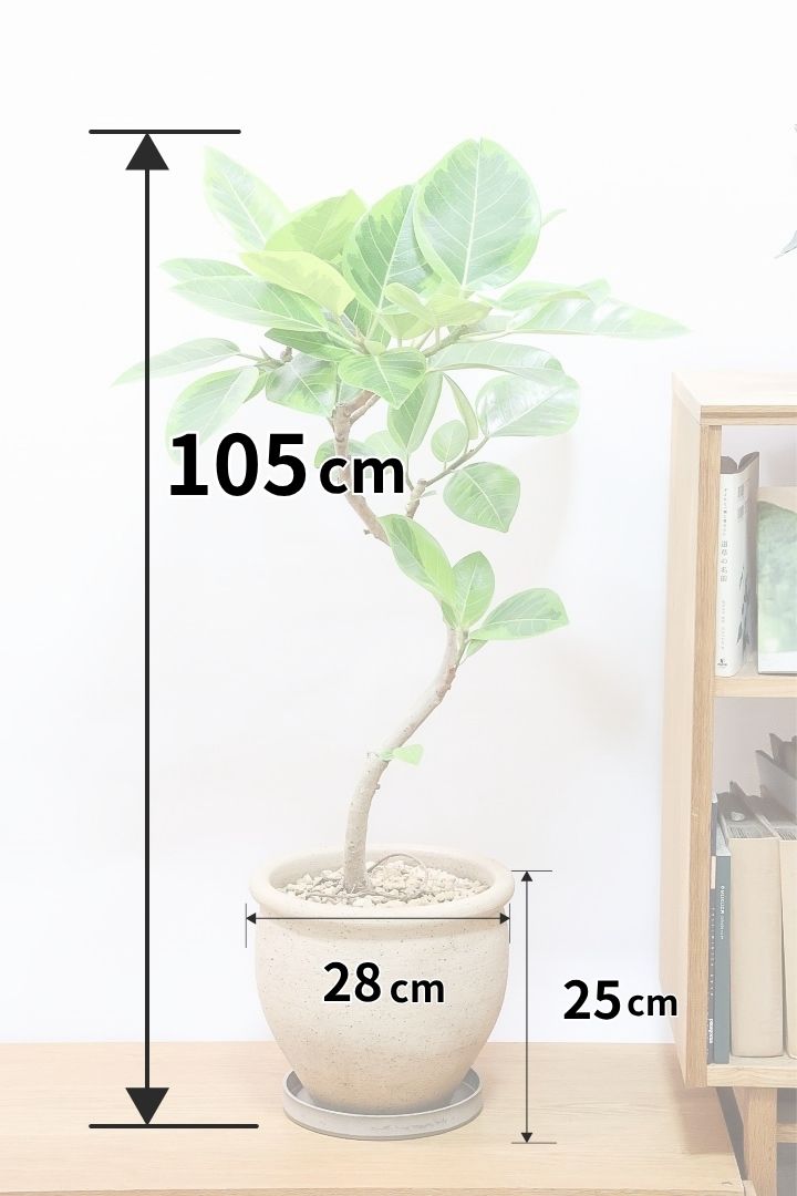 【アルテシマ】このサイズは久々の入荷！幹カーブとかわいいPOTのバランスがとってもイイ感じなんですよね！