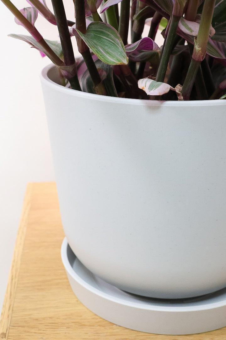 【トラディスカンチア ナヌーク】軽量なプラスチックPOT！ラベンダーカラーの葉色がステキな人気種です！