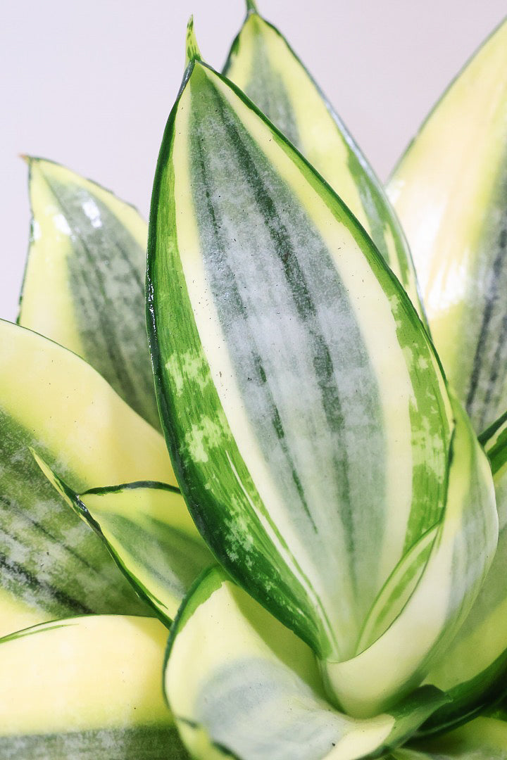【サンスベリア ゴールデンハニー】爽やかな葉色！あまり出回らない希少種！サイズ感もいい感じです♪