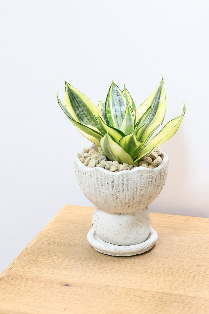 【サンスベリア ゴールデンハニー】爽やかな葉色！あまり出回らない希少種！サイズ感もいい感じです♪