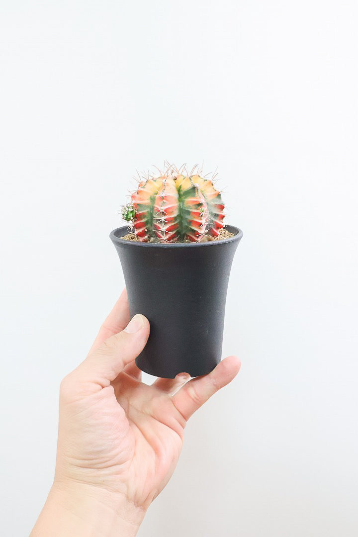 【ギムノカリキウム】久々にイイ色目が入荷！個性的で独特なフォルムのサボテン！鮮やかな色合いがGOOD！
