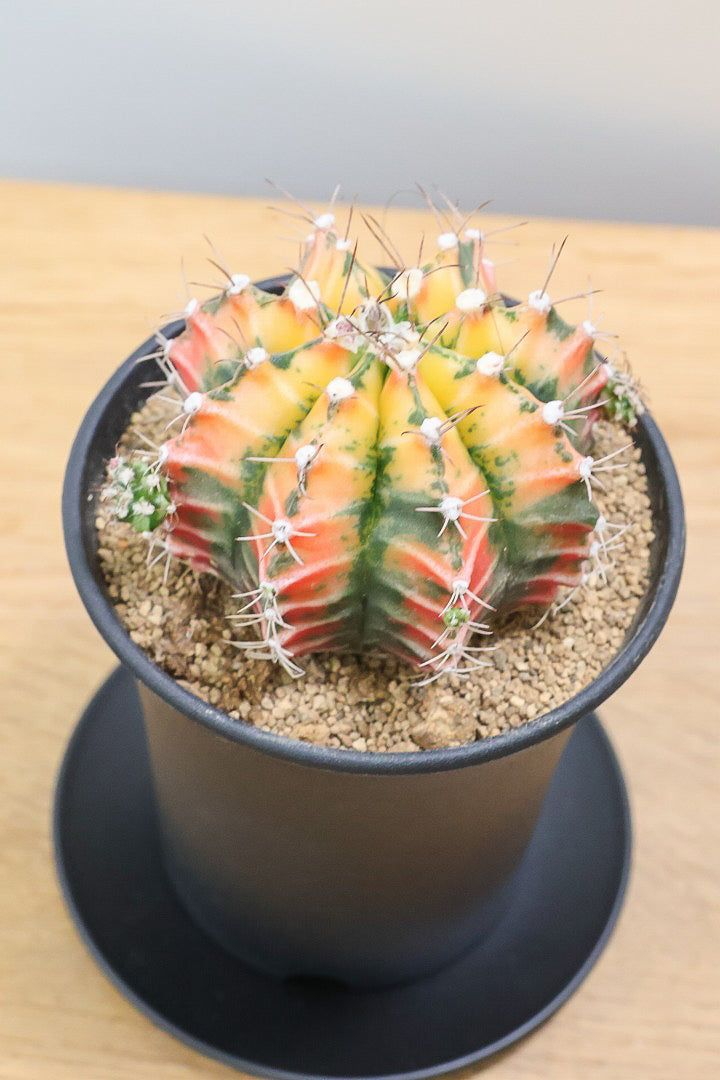 【ギムノカリキウム】久々にイイ色目が入荷！個性的で独特なフォルムのサボテン！鮮やかな色合いがGOOD！