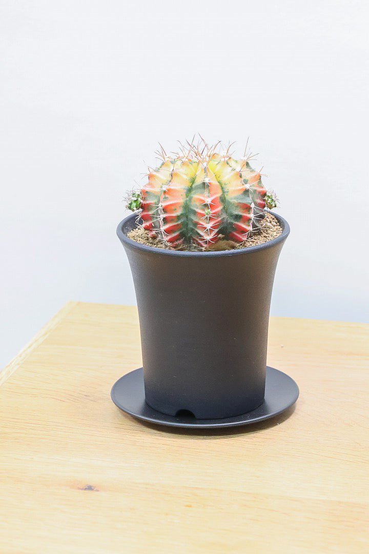 【ギムノカリキウム】久々にイイ色目が入荷！個性的で独特なフォルムのサボテン！鮮やかな色合いがGOOD！