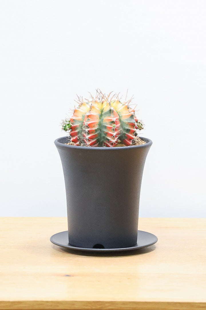 【ギムノカリキウム】久々にイイ色目が入荷！個性的で独特なフォルムのサボテン！鮮やかな色合いがGOOD！