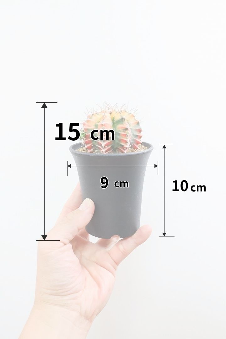【ギムノカリキウム】久々にイイ色目が入荷！個性的で独特なフォルムのサボテン！鮮やかな色合いがGOOD！